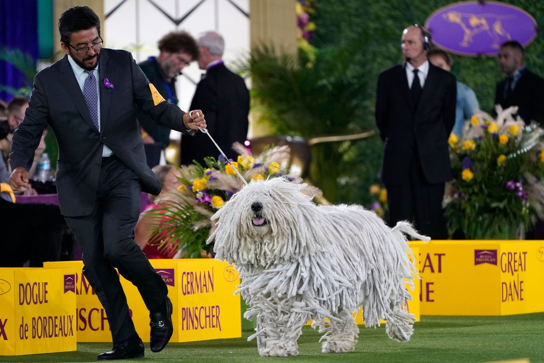 The Komondor looks a large moving mop